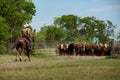 Cowboy rounding up cattle on the ranch to move to a new pasture Royalty Free Stock Photo