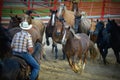 Cowboy Rounding up Horses