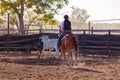 Camp Draft Event , Rounding Up Cattle - Unique To Australia Royalty Free Stock Photo