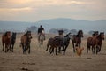 Cowboy running with wild horses in Cappadocia