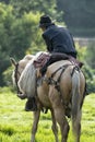 Cowboy in saddle