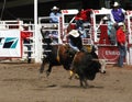 Cowboy trying to ride a wild bull,