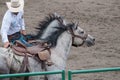 Cowboy with two dapple gray horses at rodeo Royalty Free Stock Photo