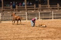 Cowboy Tying Calf in Rodeo Deadwood South Dakota