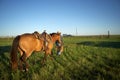 Cowboy walking with his horse across a ranch field