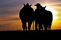 Cowboy Walking With Horses Royalty Free Stock Photo