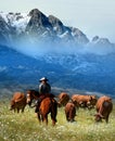 Cowboy watching the herd Royalty Free Stock Photo