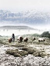 Cowboy watching the herd in winter