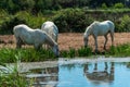 Cowboy White horse from Camargue