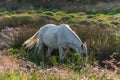 Cowboy White horse from Camargue