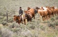 Cowboy wrangler with black hat and sorrel horse leading herd of horses across sagebrush prairie, Craig, CO