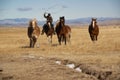 Cowboy wrangler riding a bay horse roping a galloping horse with a lariat in pasture