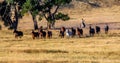 Cowboy Wrangling a Herd of Horses