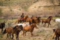 Cowboy wrangling up herd of horses in roundup