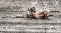 A cowboy wrestles a steer to a very mucky and muddy ground at the High River, Alberta rodeo Royalty Free Stock Photo