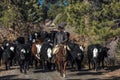 Cowboys on Cattle Drive Gather Angus/Hereford cross cows and cal Royalty Free Stock Photo