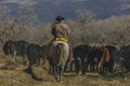 Cowboys on Cattle Drive Gather Angus/Hereford cross cows and cal Royalty Free Stock Photo