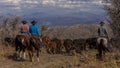 Cowboys on Cattle Drive Gather Angus/Hereford cross cows and cal Royalty Free Stock Photo