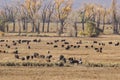 Cowboys and cattle Royalty Free Stock Photo