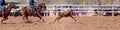 Team Calf Roping At A Country Rodeo Royalty Free Stock Photo