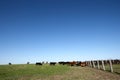 Cowboys herding a herd of cattle into a pasture Royalty Free Stock Photo