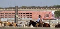 Cowboys herding long horn steers at the Fort Worth Stock Yards