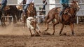 Calf Roping Event At Australian Country Rodeo Royalty Free Stock Photo