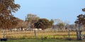 Herding cattle in the Pantanal Royalty Free Stock Photo