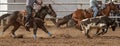 Calf Roping Event At An Australian Country Rodeo Royalty Free Stock Photo