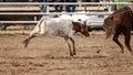 Calf Roping Event At Australian Country Rodeo Royalty Free Stock Photo