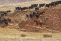 Cowboys Moving the Herd Royalty Free Stock Photo