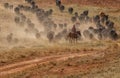 Cowboys Moving the Herd Royalty Free Stock Photo