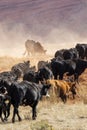 Cowboys Moving the Herd Royalty Free Stock Photo