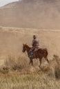 Cowboys Moving the Herd Royalty Free Stock Photo