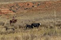 Cowboys Moving the Herd Royalty Free Stock Photo