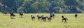 Cowboys Pursuing Wild Horses Royalty Free Stock Photo