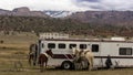 Cowboys put saddles on horse preparing to drive om Colorado New