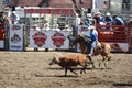 Cowboys team roping. Royalty Free Stock Photo