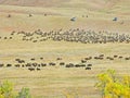 Buffalo Roundup in Custer State Park, South Dakota. Royalty Free Stock Photo