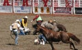 Cowboys trying to round up the wild horses in the rodeo Calgary Stampede, Alberta, Canada Royalty Free Stock Photo