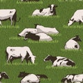 Cowcolorpattern Royalty Free Stock Photo