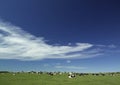 Cowes in field under a summer sky Royalty Free Stock Photo