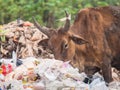 Cowfeed on the waste pile