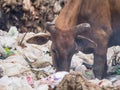 Cowfeed on the waste pile