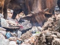 Cowfeed on the waste pile