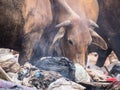 Cowfeed on the waste pile