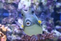 Cowfish Royalty Free Stock Photo