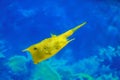 Cowfish (Lactoria cornuta) swims in the blue water Royalty Free Stock Photo