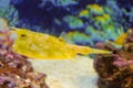 Cowfish (Lactoria cornuta) swims in the water Royalty Free Stock Photo