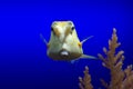 Cowfish under water